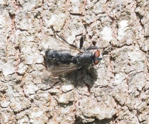Sarcophaga sp.